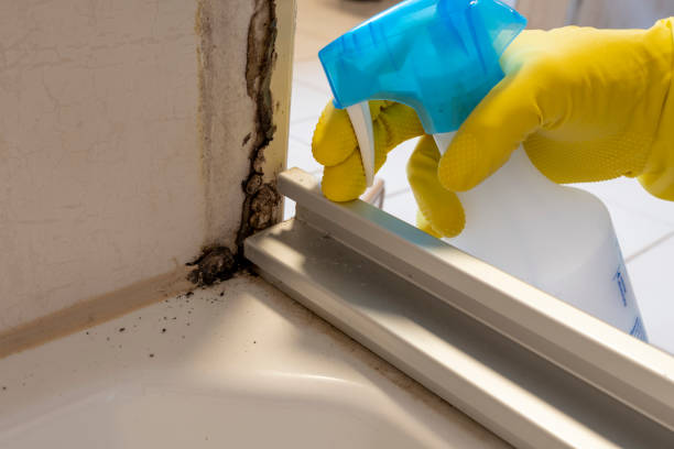 Environmental Consulting for Mold Prevention in Bellflower, CA